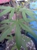 IMG_20120809_194003.jpg