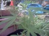 IMG_20120809_194252.jpg
