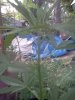 IMG_20120809_194332.jpg