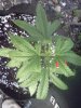 IMG_20120809_194522.jpg