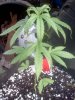 IMG_20120809_194531.jpg