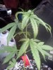 IMG_20120809_194543.jpg