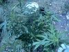 IMG_20120811_114900.jpg