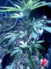IMG_20120818_103457.jpg