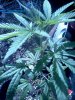 IMG_20120818_103506.jpg