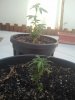 AUG14th Sativa (Closer plant) Indica (Rear plant).JPG