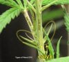 Types-of-Weed_marijuana-calyx-leaf-stem-diagram3.jpg