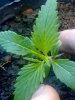 Garden soil pot 1 skunk hybrid.jpg