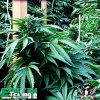 Emerald_Triangle_Seeds_Bubba_76_Feminized.jpg