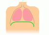 220px-Diaphragmatic_breathing.gif