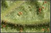 spider mites.jpg