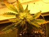 29 days flower from clone004.jpg