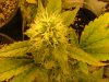 29 days flower from clone006.jpg