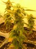 29 days flower from clone007.jpg