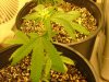 29 days flower from clone013.jpg