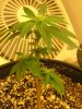 29 days flower from clone014.jpg