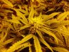 chrystal 4 weeks flowering 019.jpg