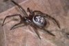 FASLE WIDOW SPIDER.jpg