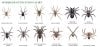 spiderchart.jpg