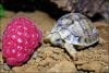 baby-egyptian-tortoise.jpg