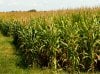 large-fields-corn.n.jpg