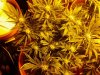 chrystal 5 weeks flowering 047.jpg