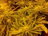 chrystal 5 weeks flowering 030.jpg