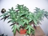 Party Grow 12 004.jpg