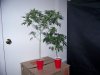 Party Grow 12 025.jpg