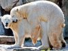 polar-bear-sex-27472-1240997939-5.jpg