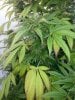 Platinum GSC from seed flowers 2 pheno 1.jpg