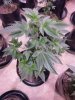 Platinum GSC small plant from seed.jpg