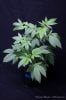 cannabis-oregonblues2-v51-4195.jpg