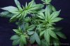 cannabis-oregonblues4-v51-4206.jpg