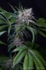 cannabis-oregonblues4-d32-5518.jpg