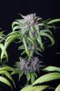 cannabis-oregonblues2-d51-6007.jpg