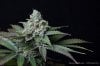 cannabis-oregonblues3-d51-6012.jpg