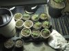9-20-12 veg clone and seedlings.jpg