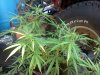 IMG_20120921_182453.jpg