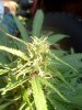 IMG_20120921_182722.jpg