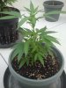 2012-09-22 13.46.42 Sativa.jpg