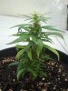 2012-09-22 13.46.59 Sativa.jpg