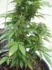 2012-09-22 13.47.44 Indica.jpg