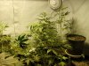 first grow 221.jpg