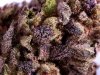 Close up of some of the purp.jpg