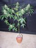 Party Grow 15 008.jpg