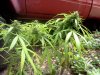 IMG_20120929_094407.jpg