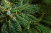 bud5.jpg