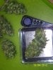 Party Grow Wet Weight 010.jpg