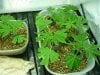 clones day 14.jpg